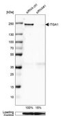 Monoclonal Anti-ITGA1 antibody produced in mouse Prestige Antibodies® Powered by Atlas Antibodies, clone CL7217, purified immunoglobulin, buffered aqueous glycerol solution