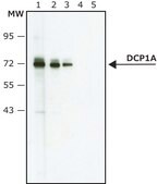 Anti-DCP1A (N-terminal) antibody produced in rabbit ~1.0 mg/mL, affinity isolated antibody, buffered aqueous solution