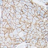 Anti- β-Catenin antibody produced in rabbit