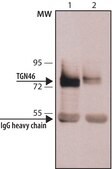 Anti-TGN46 antibody, Mouse monoclonal clone TGN46-52, purified from hybridoma cell culture