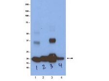 Anti-Ras Antibody, (K-, H-, N-), clone 9A11.2 clone 9A11.2, Upstate®, from mouse