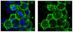 Anti-O4 Antibody, clone 81 clone 81 (mAB O4), Chemicon®, from mouse