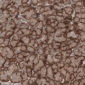 Anti-KANK4 antibody produced in rabbit Prestige Antibodies® Powered by Atlas Antibodies, affinity isolated antibody, buffered aqueous glycerol solution