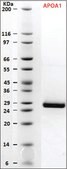 SILu™Prot APOA1, Apolipoprotein A-1 human recombinant, expressed in HEK 293 cells, SIL MS Protein Standard, 13C- and 15N-labeled
