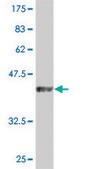 Monoclonal Anti-DUSP3 antibody produced in mouse clone 5B7, purified immunoglobulin, buffered aqueous solution