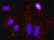 Monoclonal Anti-BIRC4 antibody produced in mouse clone 1F4, purified immunoglobulin, buffered aqueous solution