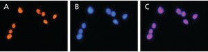 抗 HMGB2 (HMG2) 兔抗 affinity isolated antibody