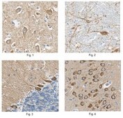 Anti-pan-AMPA receptor (GluR1-4), clone 2D8 Antibody clone 2D8, from mouse