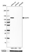 Anti-NCAPH antibody produced in rabbit Prestige Antibodies® Powered by Atlas Antibodies, affinity isolated antibody, buffered aqueous glycerol solution