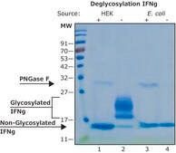 干扰素-γ 人 IFN-gamma, recombinant, expressed in HEK 293 cells, suitable for cell culture, endotoxin tested