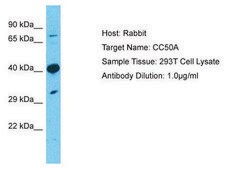 Anti-TMEM30A antibody produced in rabbit affinity isolated antibody