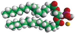 18:0 PA Avanti Research™ - A Croda Brand