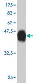 ANTI-HMGB2 antibody produced in mouse clone 3D2, purified immunoglobulin, buffered aqueous solution