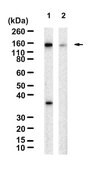 Anti-LATS1 Antibody, clone 1D18 ZooMAb® Rabbit Monoclonal recombinant, expressed in HEK 293 cells