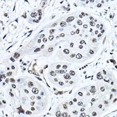 Anti- Twist antibody produced in rabbit