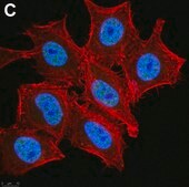 Anti-phospho-Chk1(Ser345) Antibody, clone 3D14 ZooMAb® Rabbit Monoclonal recombinant, expressed in HEK 293 cells