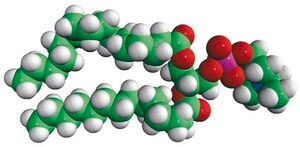 16:0-14:0 PC 1-palmitoyl-2-myristoyl-sn-glycero-3-phosphocholine, chloroform