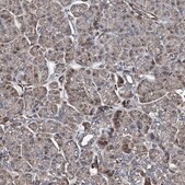 Anti-RECQL antibody produced in rabbit Prestige Antibodies® Powered by Atlas Antibodies, affinity isolated antibody, buffered aqueous glycerol solution
