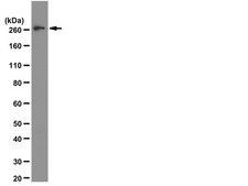 Anti-mTOR Antibody, clone 21A12.2 clone 21A12.2, from mouse