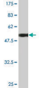 Monoclonal Anti-UCHL1 antibody produced in mouse clone S1, purified immunoglobulin, buffered aqueous solution