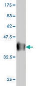 Monoclonal Anti-TCF7 antibody produced in mouse clone 1D2, purified immunoglobulin, buffered aqueous solution