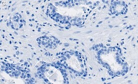 Anti-AKT1 Antibody, clone 4K6 ZooMAb® Rabbit Monoclonal recombinant, expressed in HEK 293 cells