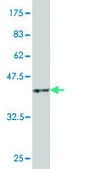 Monoclonal Anti-BAD antibody produced in mouse clone 3H8, purified immunoglobulin, buffered aqueous solution