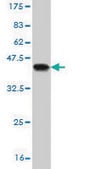 Monoclonal Anti-PAK2 antibody produced in mouse clone 1E1, purified immunoglobulin, buffered aqueous solution
