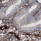 Monoclonal Anti-LAMC1 antibody produced in mouse Prestige Antibodies® Powered by Atlas Antibodies, clone CL3201, purified immunoglobulin, buffered aqueous glycerol solution