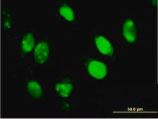 Monoclonal Anti-IFI16 antibody produced in mouse clone 2E3, purified immunoglobulin, buffered aqueous solution