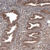 Monoclonal Anti-RBCK1 antibody produced in mouse Prestige Antibodies® Powered by Atlas Antibodies, clone CL4289, purified immunoglobulin