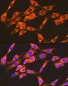 Anti-RAP1A + RAP1B Antibody, clone 6C7G0, Rabbit Monoclonal