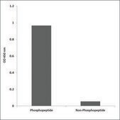 Anti-phospho-IRS-1 (pSer307) antibody produced in rabbit affinity isolated antibody