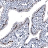 Monoclonal Anti-FOXJ1 antibody produced in mouse Prestige Antibodies® Powered by Atlas Antibodies, clone CL3989, purified immunoglobulin