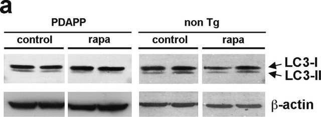 Anti-Actin antibody, Mouse monoclonal clone AC-40, purified from hybridoma cell culture