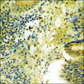 Anti-phospho-GSK3 α (pSer21) antibody produced in rabbit affinity isolated antibody