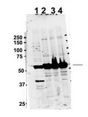 Anti-TUBA4A antibody produced in rabbit affinity isolated antibody
