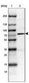 Anti-PRMT2 antibody produced in rabbit Prestige Antibodies® Powered by Atlas Antibodies, affinity isolated antibody, buffered aqueous glycerol solution