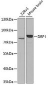 Anti-DRP1 antibody produced in rabbit