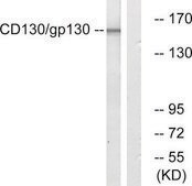 Anti-CD130 antibody produced in rabbit affinity isolated antibody