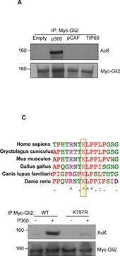 Anti-acetyl-Lysine Antibody serum, Upstate®