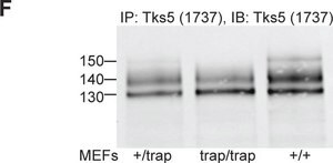 Anti-TKS5 (SH3 #4) Antibody from rabbit