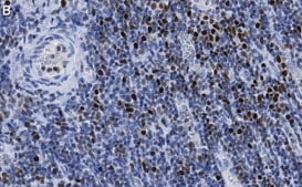 Anti-RUNX2 Antibody, clone 1D6 ZooMAb® Rabbit Monoclonal recombinant, expressed in HEK 293 cells