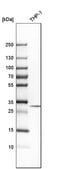 Anti-TPM3 antibody produced in rabbit Prestige Antibodies® Powered by Atlas Antibodies, affinity isolated antibody, buffered aqueous glycerol solution