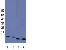 抗蛋白H4抗体，pan，克隆62-141-13，兔单克隆 clone 62-141-13, Upstate®, from rabbit