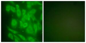 Anti-HSP90A antibody produced in rabbit affinity isolated antibody