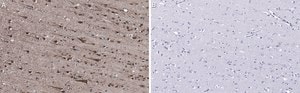 Anti-EEA1 Antibody, clone 1H18 ZooMAb® Rabbit Monoclonal recombinant, expressed in HEK 293 cells