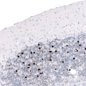 Monoclonal Anti-EOMES antibody produced in mouse Prestige Antibodies® Powered by Atlas Antibodies, clone CL15426, purified antibody (Protein A)