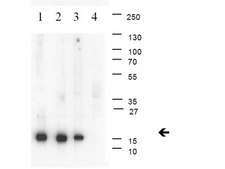 Anti-trimethyl-Histone H3 (Lys4) Antibody, clone 15-10C-E4, rabbit monoclonal clone 15-10C-E4, Upstate®, from rabbit