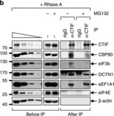 EF1α抗体，克隆CBP-KK1 clone CBP-KK1, Upstate®, from mouse